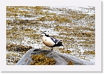 allihaahka_steller's eider_9688b * 1356 x 904 * (1.07MB)